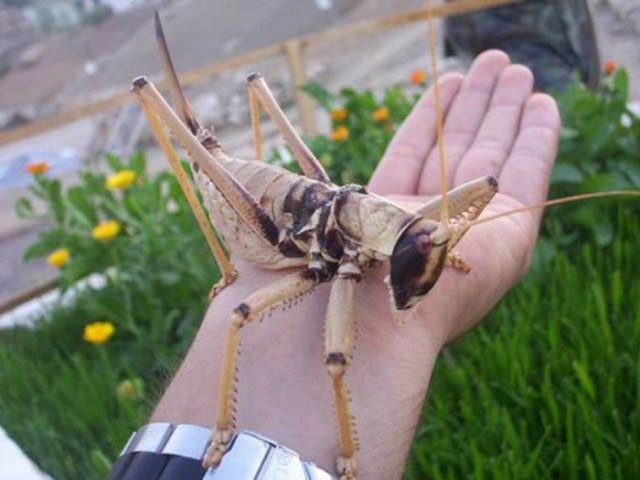Самые смешные животные