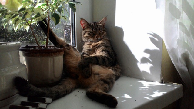 Коты из сети
