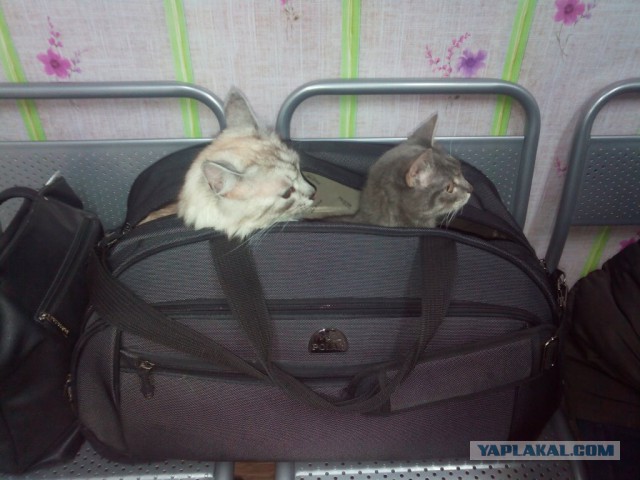 Котовторник 13.12.2016