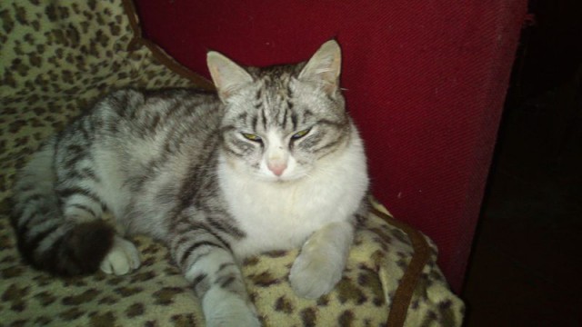 Собака нашла котейку.