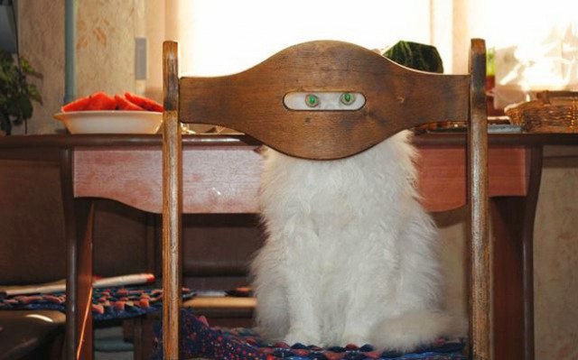 Коты и Кошки