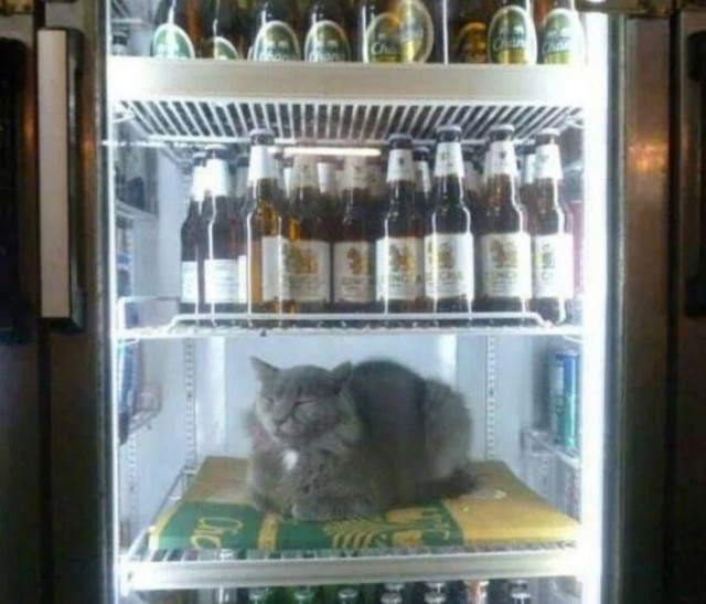 Коты и Кошки
