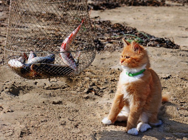 Коты и Кошки