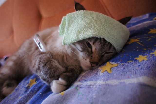 Коты и Кошки