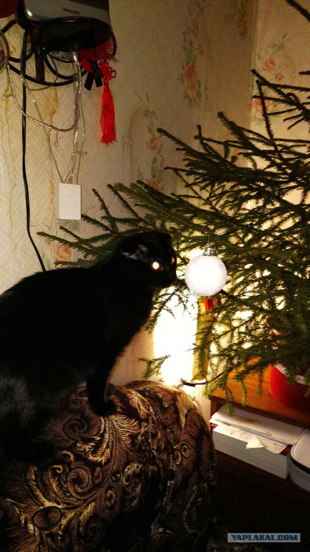 Котовторник 9.01.2018