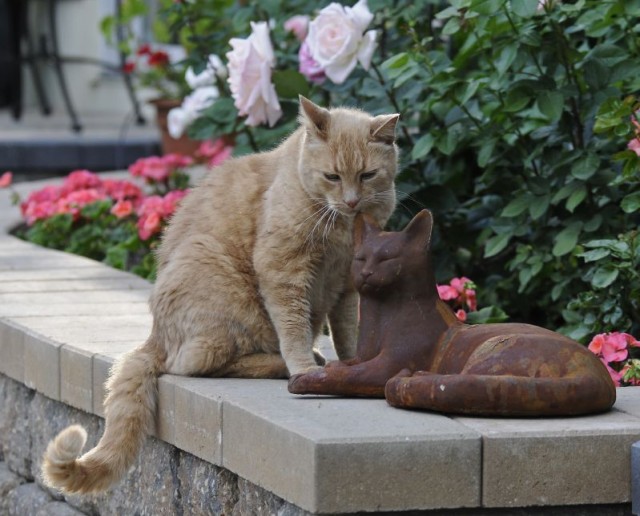 Увековеченные кошки (39 фот)