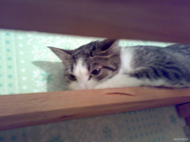 Котовторник (02.06.2009)