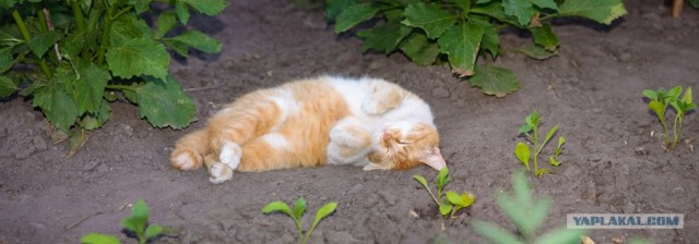 Котовторник на 22 июня