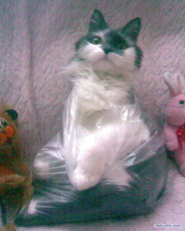 Котэ консервированный