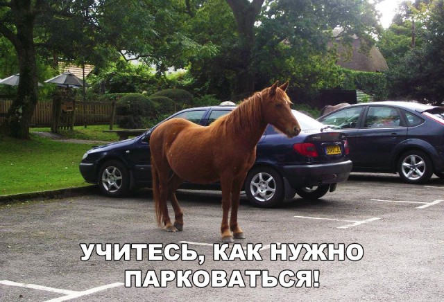 Прикольные картинки абавсём
