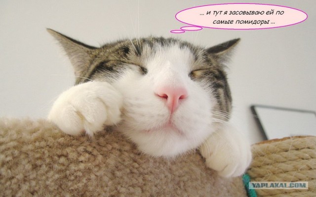 Начинаем котовторник!