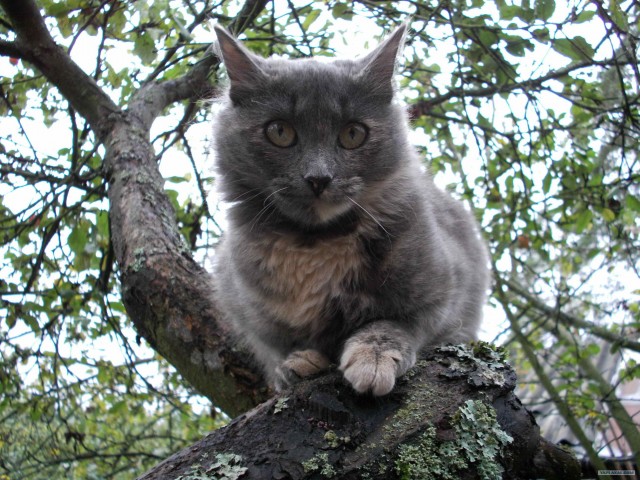 Котовторник  07.06.11