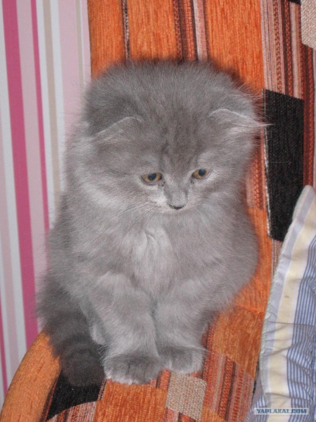 Котовторник (начало в супермаркете!)