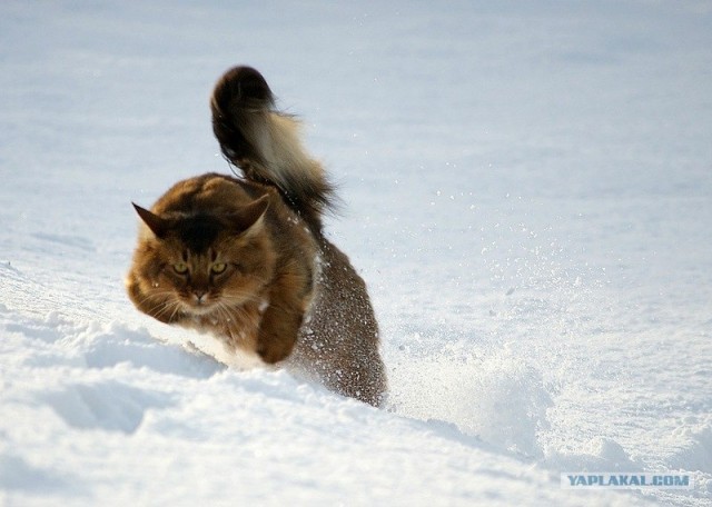 Котовторник 17 января