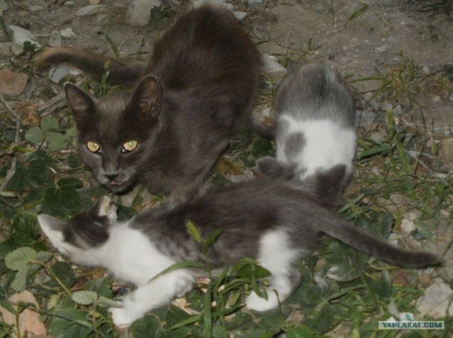 Котовторник (07.02.2012)