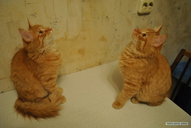 Котовторник (21.02.2012)