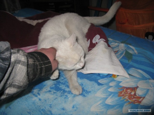Котовторник 27.03.2012
