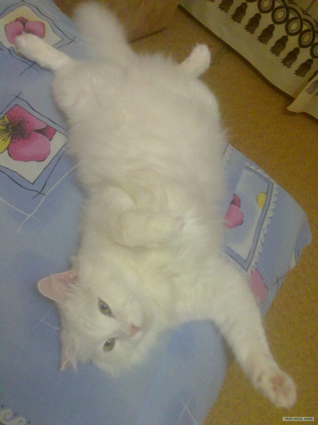 Котовторник  от 3.04.2012
