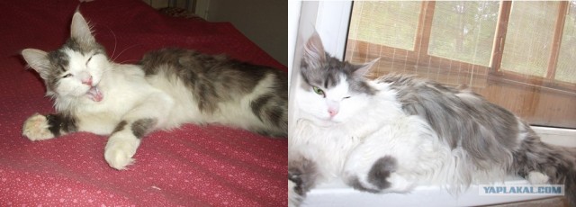 Котовторник  14.08.2012.