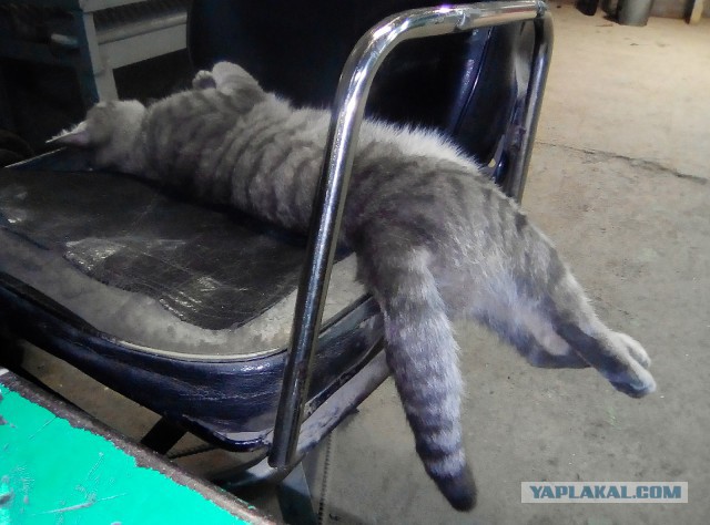 Котовторник 29.01.2019!
