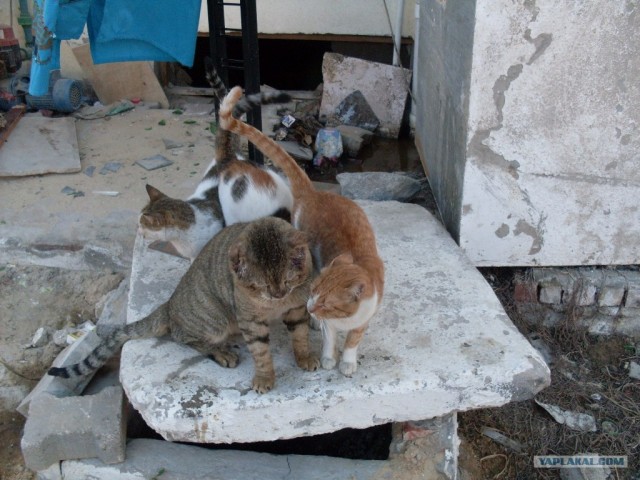 Про котов и про КОТА