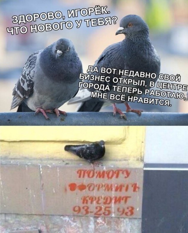 Анекдоты, соц-сети и картинки с надписями