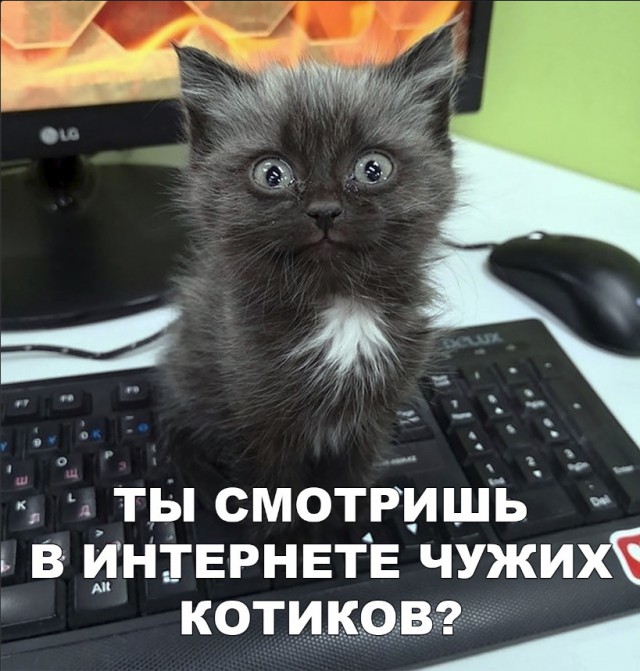 Забавные фото котеек