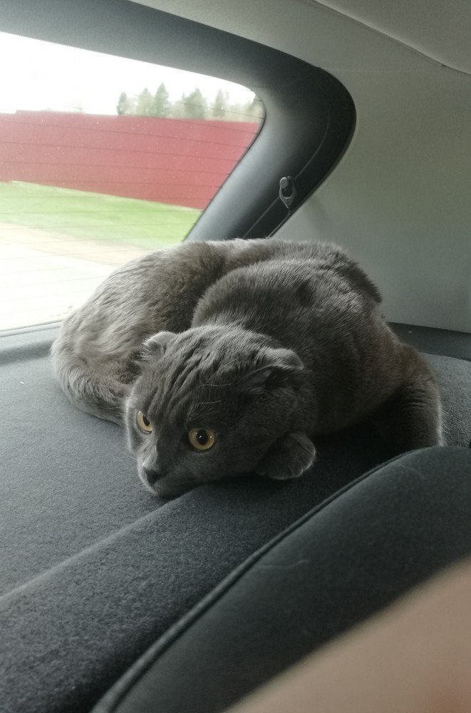 Мы маленькие котики, нам хочется гулять!