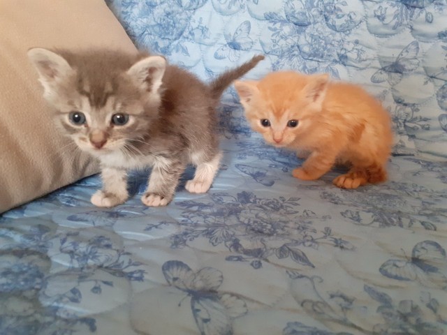 Забавные фото котеек