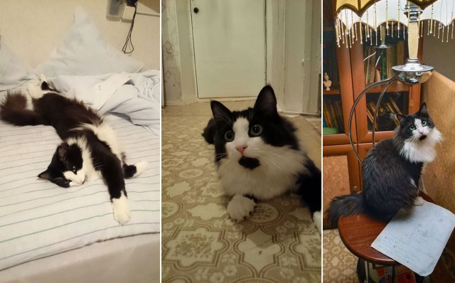 Котобелочка