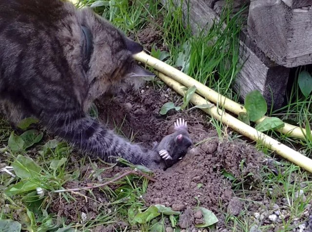 Забавные картинки с котами из сети