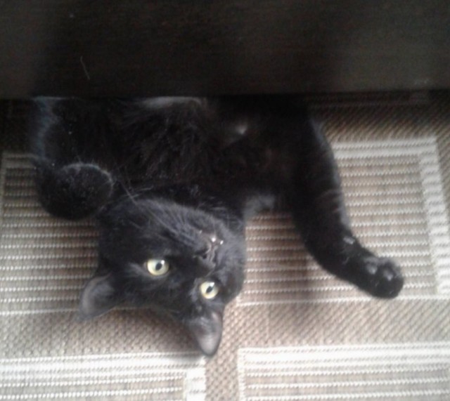Котики