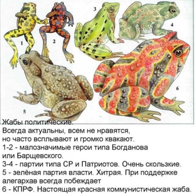 Жабы на ЯПлакалъ