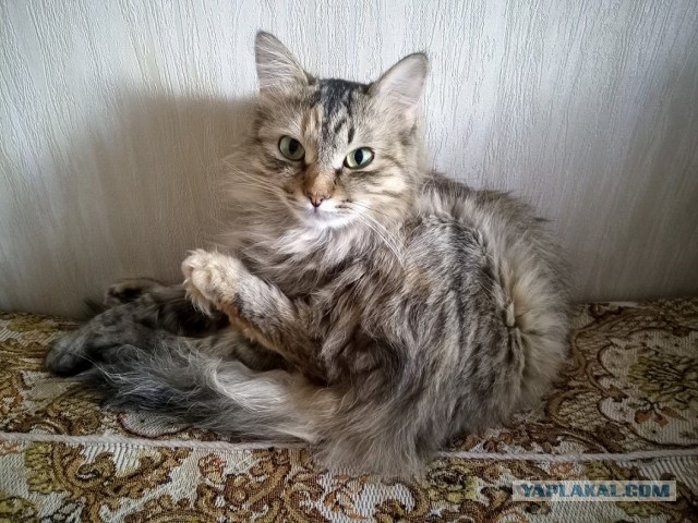 Жизнь домашнего приюта "Котоленд" 233