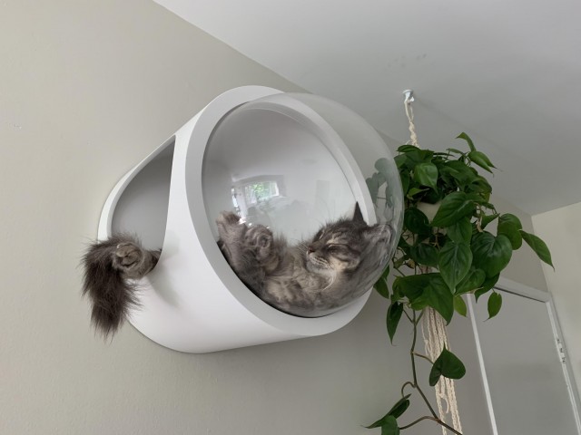 Эти забавные животные