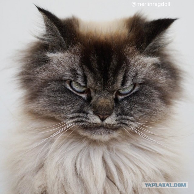 Фотографии, которые доказывают, что кошки самые большие сволочи