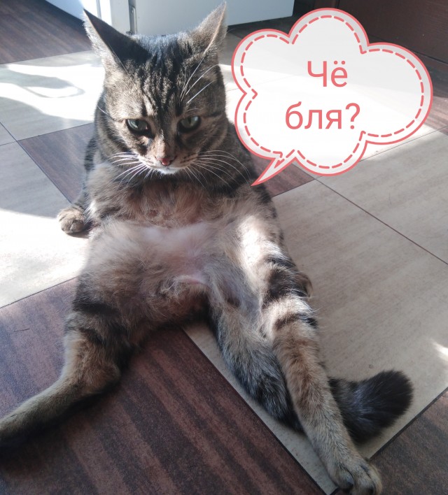 Кота обидеть может каждый