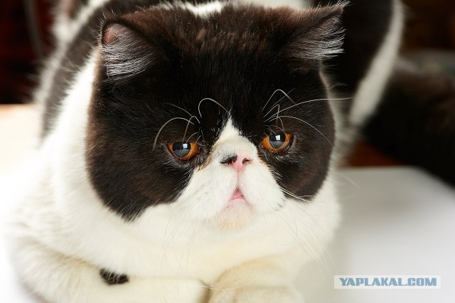 Котовторник. Добавляйте своих