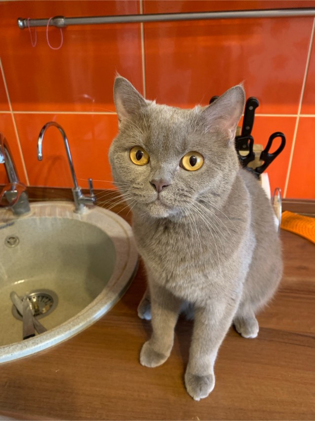 Котовторник так котовторник