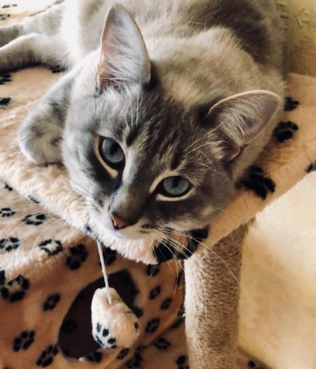 Котовторник 25.01.22