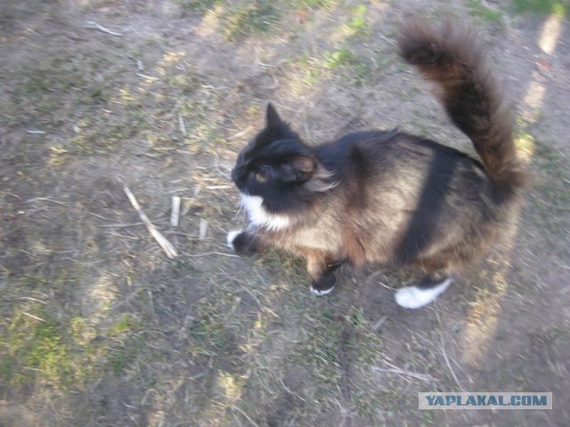 Жизнь домашнего приюта для котеек 385
