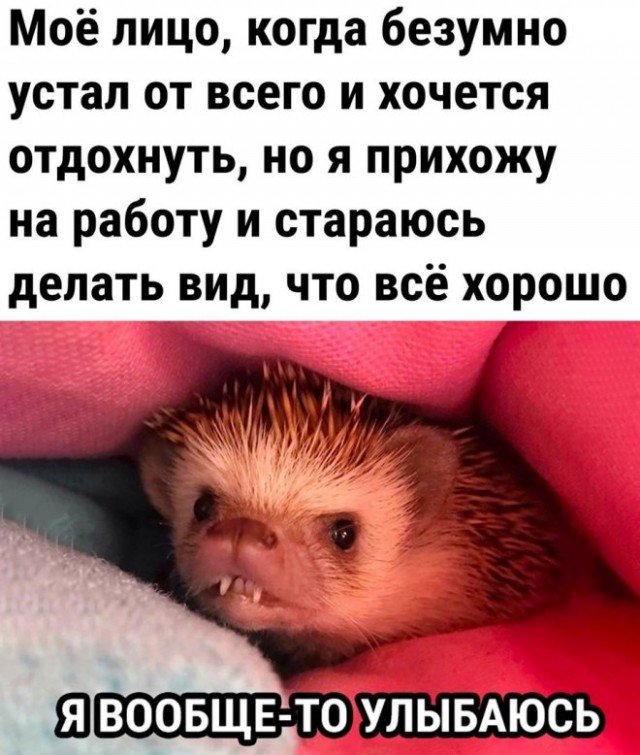 Картинки и мемы для настроения - 21