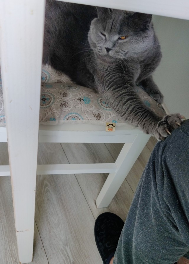 Кормёжка манула