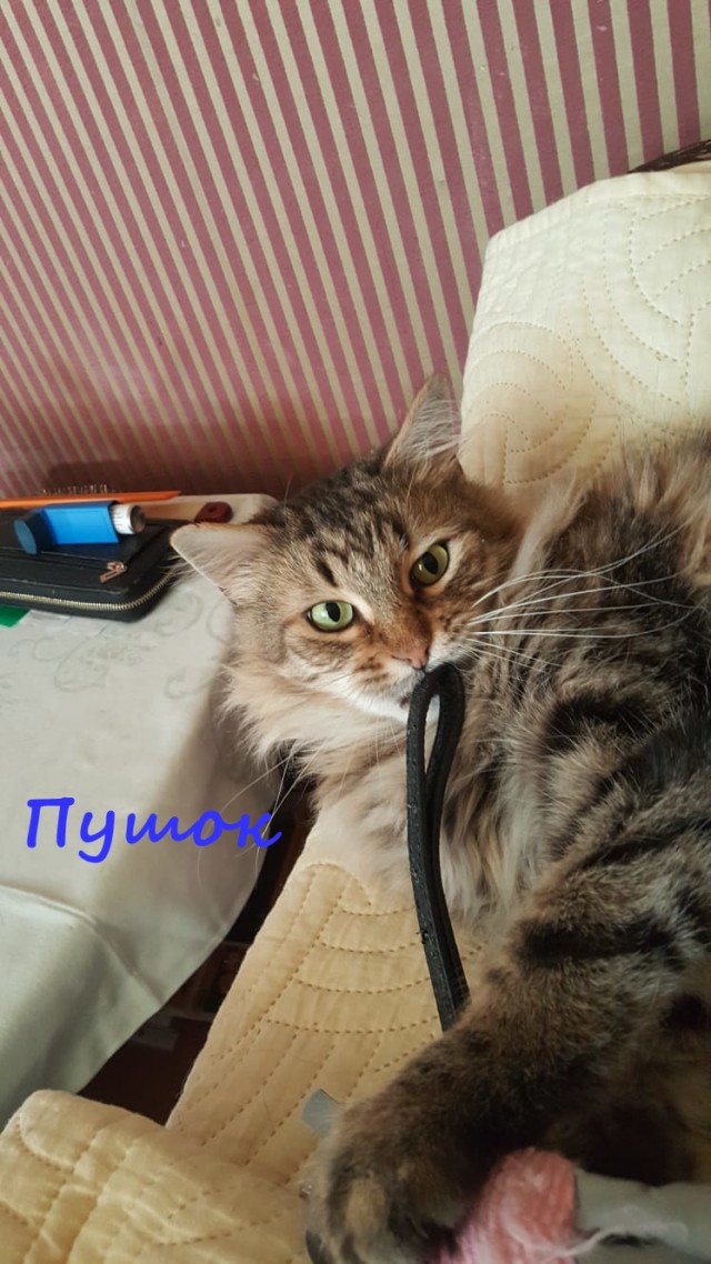 Жизнь домашнего приюта "Котоленд" 334