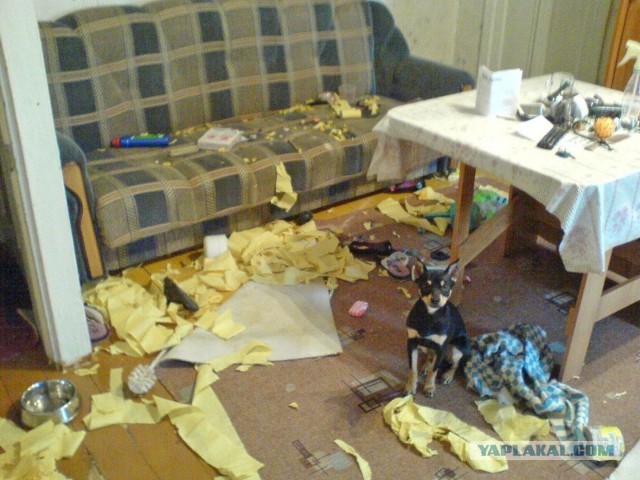 Я нашел себе собаку