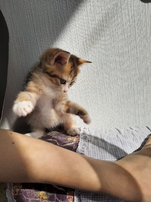 Сделай страшную руку, мне нужно напасть