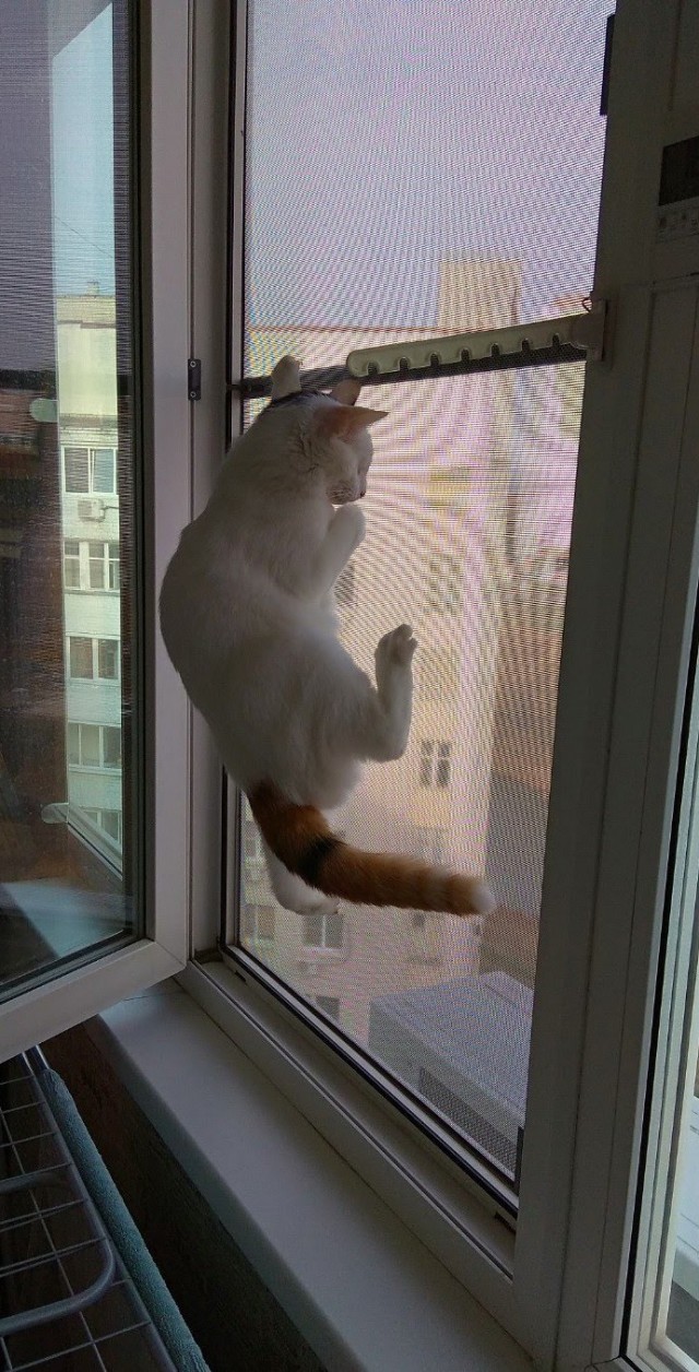 Котовторник. Королева помойки