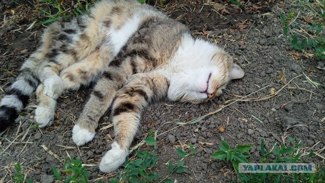 Лето и коты