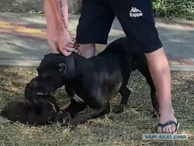 Бойцовская собака загрызла кота у детского сада в Нововоронеже