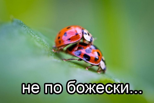 Картинки аморальные и всякие разные - 37